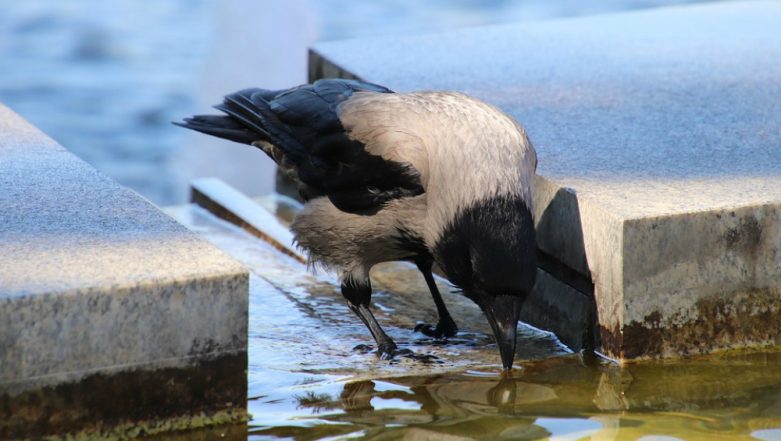 Bird Flu Scare in Rajasthan: Alert Issued in State After Death of Crows in Several Districts