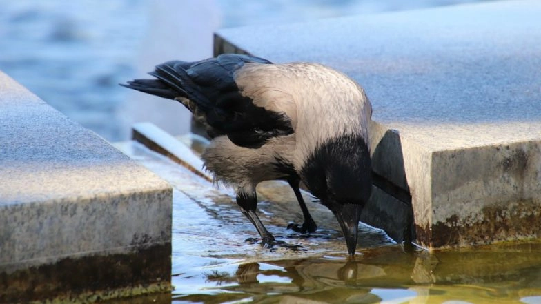 Delhi Government Wants Adequate Drinking Water Arrangements for Birds, Animals This Summer Season