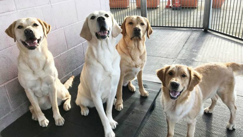 If No One, Your Pooch will Sure Rush to Wipe Your Tears
