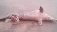 Another Dead Dolphin Carcass Washes Ashore Versova Beach in Mumbai, View Pic
