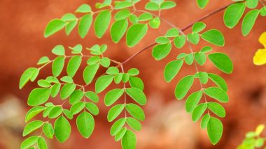 Health Benefits of Moringa Oleifera or Drumstick Leaves That You Should Know Of
