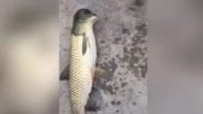 Fish With Pigeon Head Found in China, Watch Video of The Weird Looking Mutant Species!