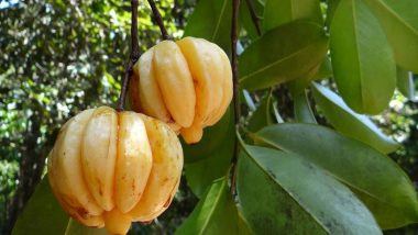 Garcinia Cambogia (Kudampuli): What Are The Other Health Benefits of This Weight Loss Fruit?