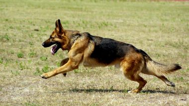 Bengaluru: Man Unleashes His German Shepherd to Take Revenge From Neighbours Who Objected to His Pet Dog Pooping