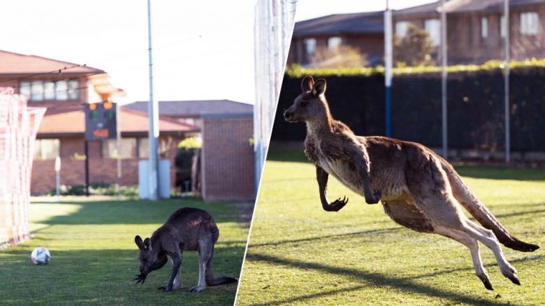 Kangaroo Enjoying on Football Pitch in Australia Will Take Away Your Monday Blues, Watch Pics and Video