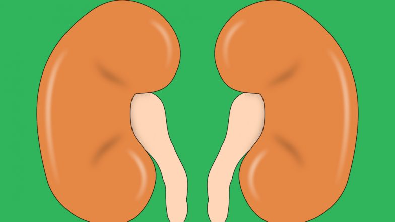 Kidney Health Week In Australia 2020: COVID-19 Can Cause Kidney Damage, Here's How To Protect These Vital Organs