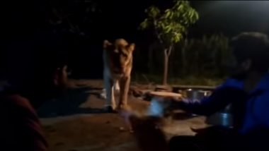 'Pride of Gujarat' Asiatic Lioness In Gir Forest Being Harassed by Locals is Caught on Camera, Watch the Shocking Video