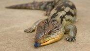 Australian Lizard’s Bright UV Tongue Scares Away Predators; Watch Video of Electric Blue-tongued Skink!