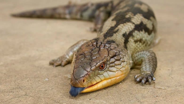 6 New Lizard Species Discovered in Northeast India 6 New Lizard Species Discovered in Northeast India