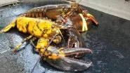 Rarest Lobsters in The World: One in 30 Million Yellow Lobster Found in New England, View Pics!