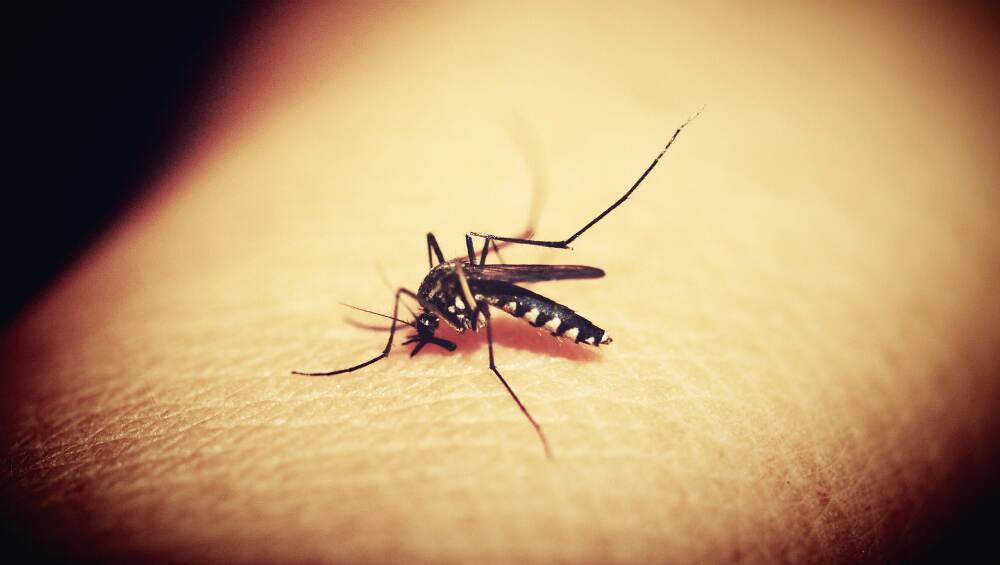 People With Low Iron Levels in Blood Likely To Transmit Dengue, Says Study People With Low Iron Levels in Blood Likely To Transmit Dengue, Says Study