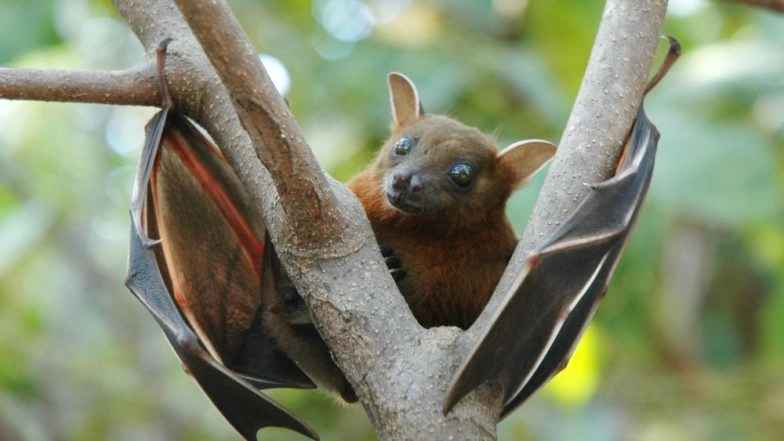 Bird Flu in Kerala: Bats, Crows Found Dead in Kozhikode, Samples Taken for Test