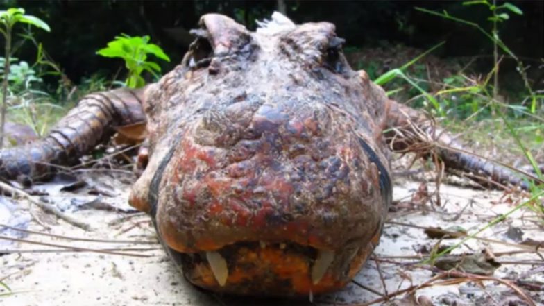 Orange Crocodiles in African Caves, Scientists Discover Reason Behind the Change in Colour