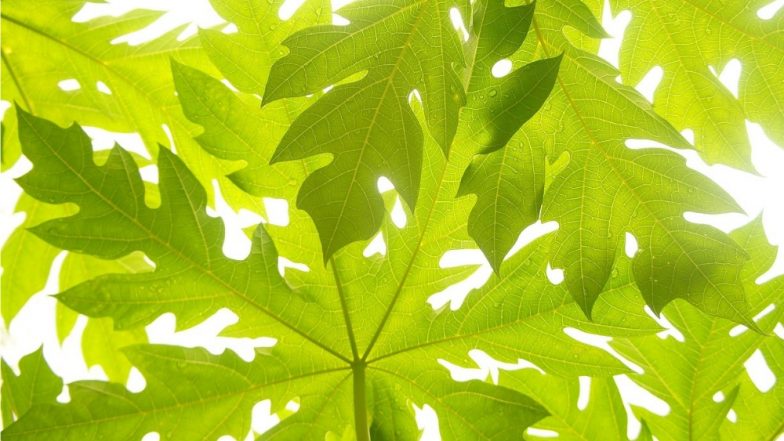 Papaya Leaf and Dengue: Is This Natural Remedy for Increasing Platelet Count a Hoax or Truth?