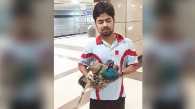 Delhi Metro Services Disrupted After Injured Peacock Appears on Tracks at Model Town Station