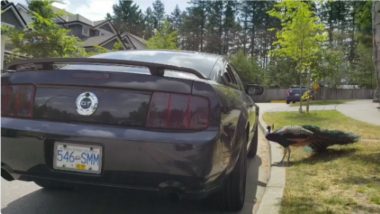 Peacocks in Canada Are Damaging Luxury Cars After Seeing Their Own Reflections, View Pic!