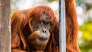 World&rsquo;s Oldest Sumatran Orangutan Puan Dies at Age 62; Watch Video as Perth Zoo Farewells