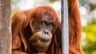 World’s Oldest Sumatran Orangutan Puan Dies at Age 62; Watch Video as Perth Zoo Farewells