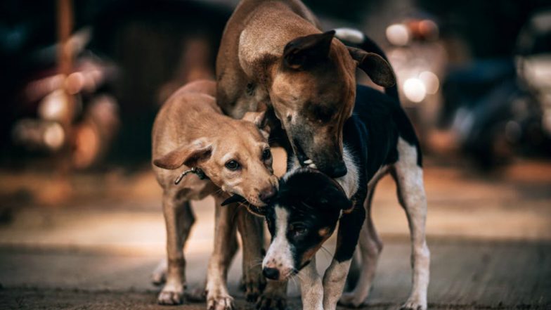 Spicy Dog Meat Soup: North Koreans Eat Dog Meat to Beat the Heat in Summer