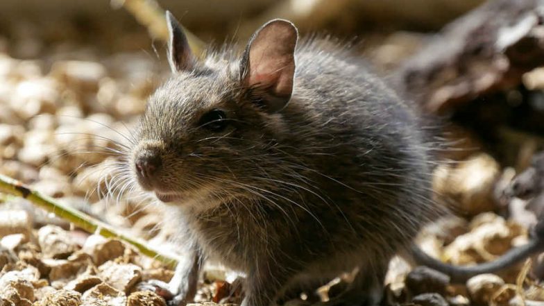 Residents Give Rat That Caused Ludhiana’s Gill Flyover Wall Collapse a Statue and Name