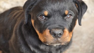 Two Rottweiler Dogs Attack 10-Year Old Boy in a Ghatkopar Society in Mumbai, Sustains Wound in Various Parts of Body