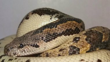 Sand boa Treated From Tight Rubber Band Grip, Released in Mumbai