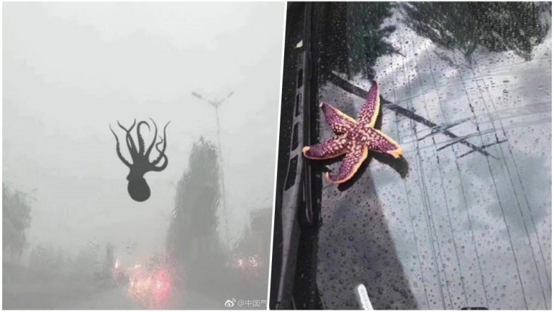 Starfish, Octopus & Other Marine Animals With Giant Hailstones Rain From China Sky! Watch Video of Powerful Storm