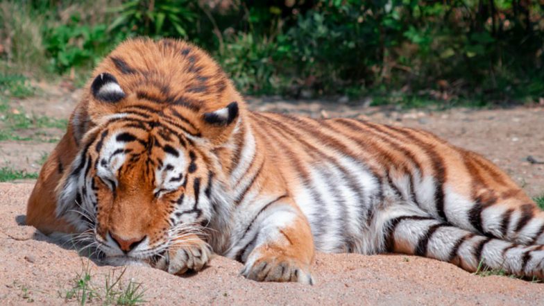 Wild Animals Are Changing Sleep Schedules in Order to Avoid Human Contact