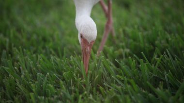 Plastic Pollution: Stork With Plastic Ring Around Beak Rescued by Officials, Under Observation
