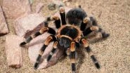 Tarantula scare in West Bengal! One Man Hospitalised After Spider Bite at Murshidabad, Zoologists Say No Need to Panic