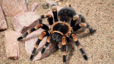 Tarantula scare in West Bengal! One Man Hospitalised After Spider Bite at Murshidabad, Zoologists Say No Need to Panic