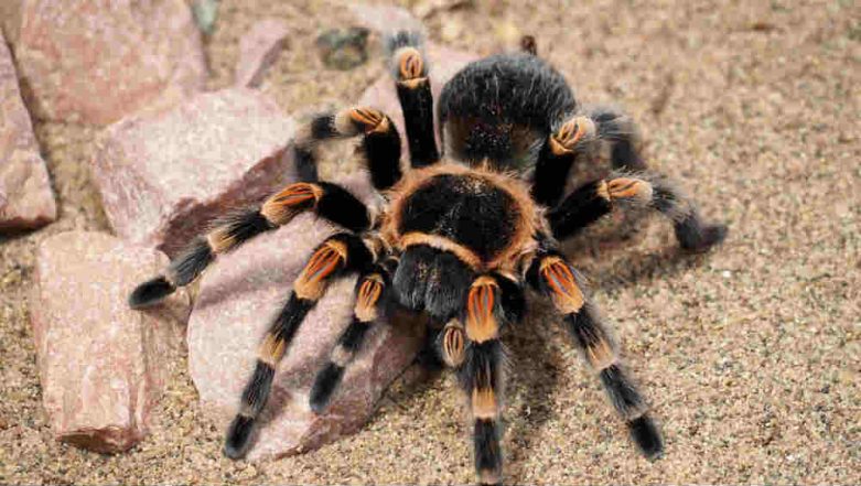 fringed ornamental tarantula bite