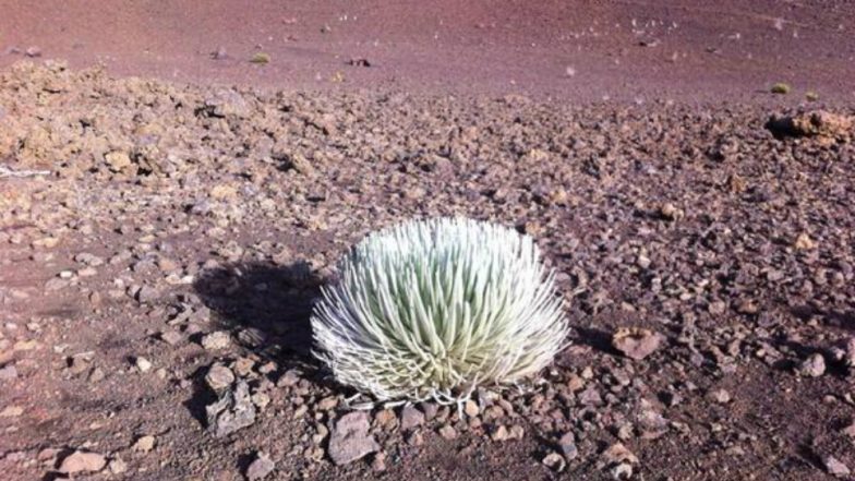 Trees on Mars? Vegetation in Antarctica Prompts Ideas of Growing Greens on The Red Planet