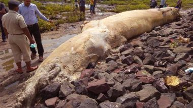 Dead Body of 40-ft Whale Washes Ashore at Khar Danda Beach Near Mumbai, 8th Carcass on Maharashtra Coast Since 2015