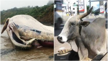 Thailand Whale Dies After Swallowing Plastic and Pune Bull Ingest 85 kgs of Non-biodegradable Waste! Can we Pledge to Beat Plastic Pollution