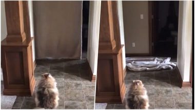 #WhatTheFluffChallenge Viral Videos: Dogs Are Adorably Freaking Out as Owners Play Peek-a-boo!