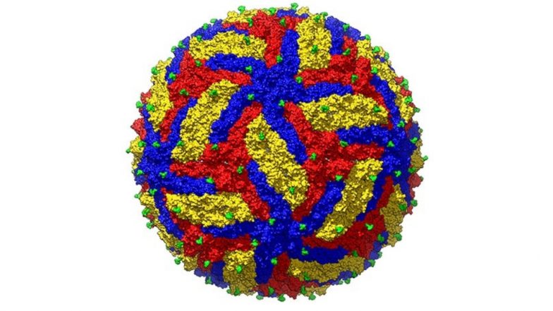 Zika Virus Hits Rajasthan, First Case Reported From Jaipur