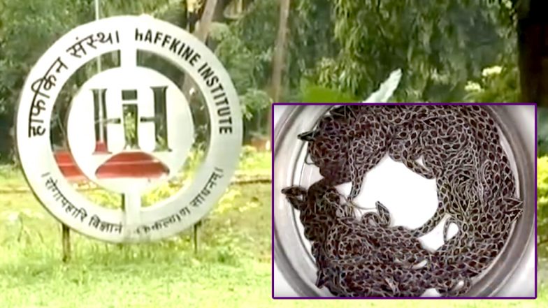 Russell’s Viper Snake Gives Birth to 36 Baby Snakes at Mumbai's Haffkine Institute