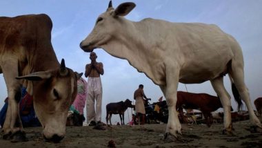 Cow Vigilantism Unacceptable, State Governments Should Prevent Such Incidents, Says Supreme Court