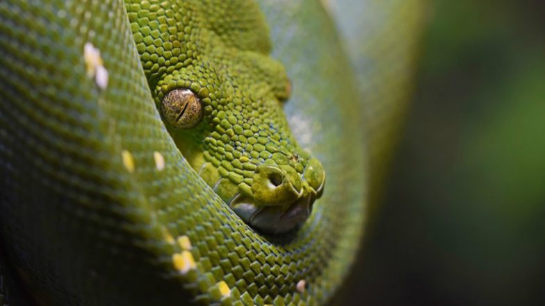 10-foot Snake Found In Hospital In Odisha's Baripada, Watch Rescue 