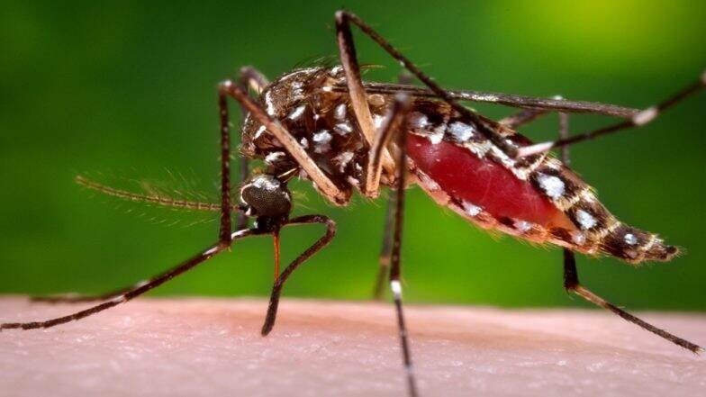 What is Dengue, and Why is it so Widespread This Year? What is Dengue, and Why is it so Widespread This Year?