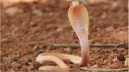 Albino Cobra Hatchling Rescued in Bengaluru, In a First A Two-Day Old Rare Snake Was Found