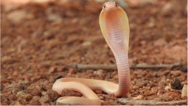 Albino Cobra Hatchling Rescued in Bengaluru, In a First A Two-Day Old Rare Snake Was Found