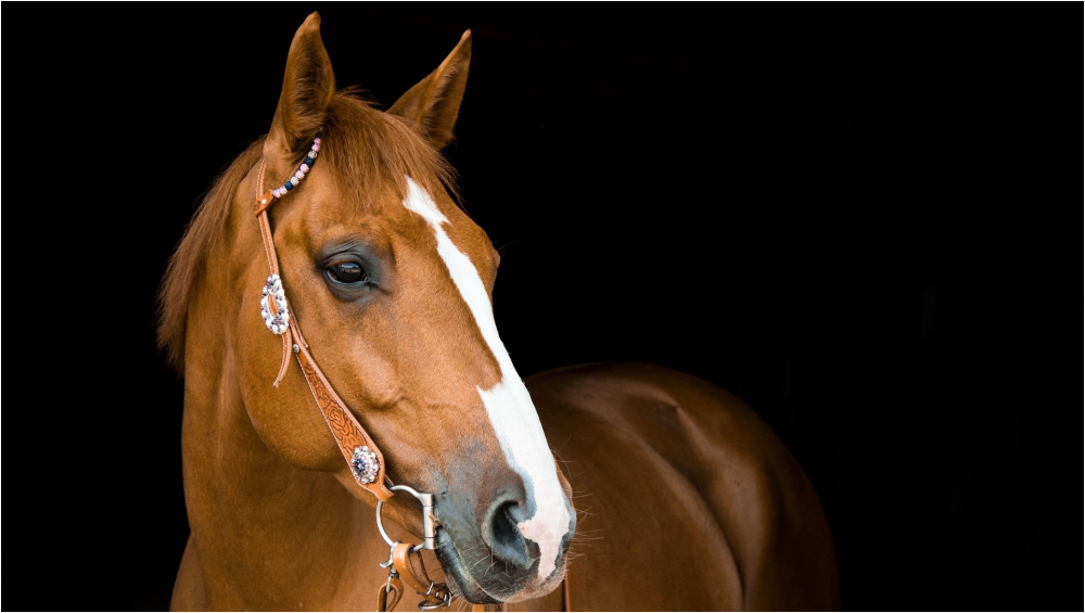 Horse Ride to Work! Maharashtra Government Employee Seeks Permission to Come on a Horse to Office Citing Back Pain