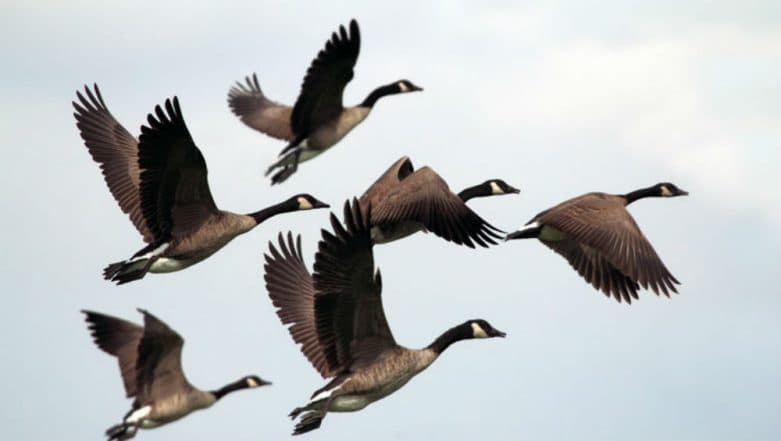Skyscrapers Kill Up to 1 Billion Birds Annually in United States Skyscrapers Kill Up to 1 Billion Birds Annually in United States