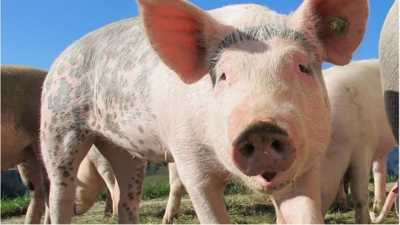 African Swine Fever: Three of 87 Samples of Pigs Test Positive in Tripura, Authorities To Cull All Pigs