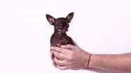 World&rsquo;s Smallest Living Dog, &lsquo;Miracle Milly&rsquo; Is Cloned 49 Times in South Korea&rsquo;s Laboratory, Becomes the Most Cloned Canine