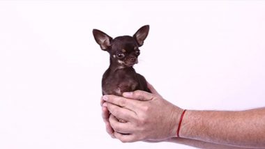 World’s Smallest Living Dog, ‘Miracle Milly’ Is Cloned 49 Times in South Korea’s Laboratory, Becomes the Most Cloned Canine
