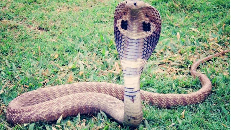 Snake Bite Kills 5-Month-Old Baby; Chhattisgarh Couple Loses Child While Seeking Naag Devta’s Blessing
