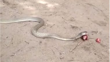 Cobra Swallows Onions and Vomits it Out, Bizarre Incident in Odisha Caught on Video!